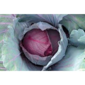 Cabbage - Red Jewel
